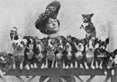 Як зявилися перші собачі виставки