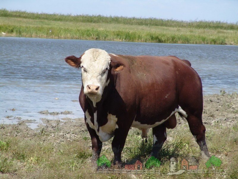 Комолая безрога корова   це якась: огляд і фото