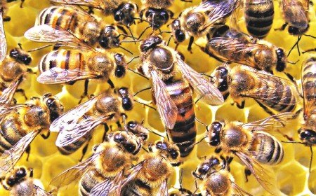 Скільки меду дає один вулик
