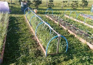 Особливості ведення городу по системі Митлайдера
