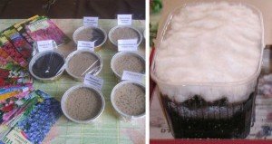 Вирощування примули з насіння в домашніх умовах