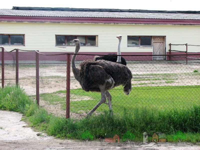 Що їдять страуси на волі і в домашніх умовах