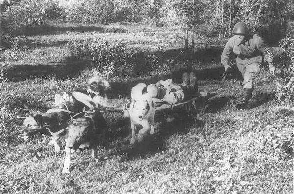 Собаки під час Великої вітчизняної війни: чотирилапі герої перемоги