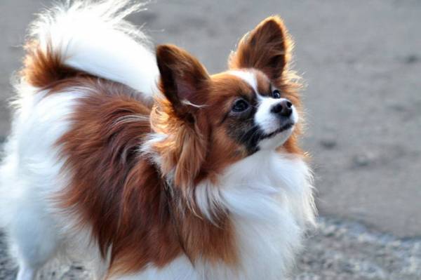 Найрозумніші породи собак: наш рейтинг ТОП 10