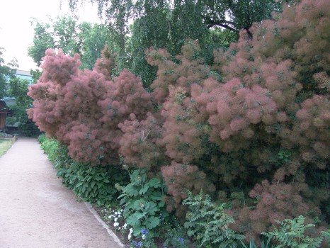 Як вибрати дерева для висаджування на заміській ділянці? Як вибрати дерева для висаджування на заміській ділянці?