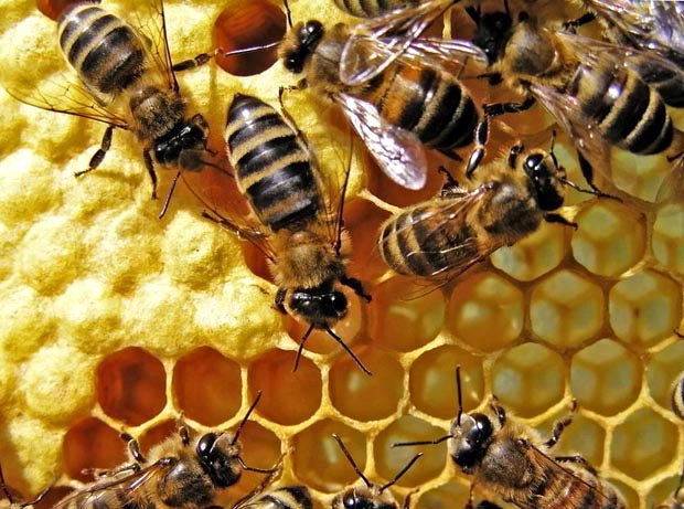 Двухматочное утримання бджіл: докладний опис і відео