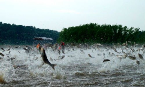 Сонник риба у воді до чого сниться риба у воді у сні