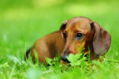Собака їсть фекалії: чому і як відучити?