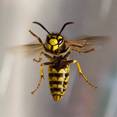 Боротьба з осами на балконі: як правильно вивести комах, щоб позбутися від них назавжди
