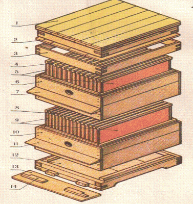Двохкорпусний вулик своїми руками: розміри на 10 і 12 рамок