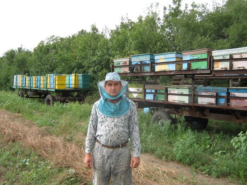 Огляд бджільництва в Свердловській області: особливості і відео