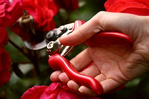 Обрізка троянд навесні: правила обрізки та корисні поради