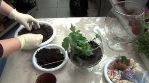 Майстер клас: як зробити флораріум своїми руками