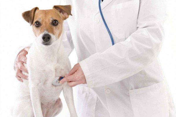 Плеврит у собак: симптоми і лікування