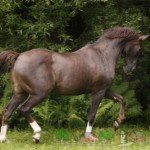 Огляд бурої масті у коней: опис та фото