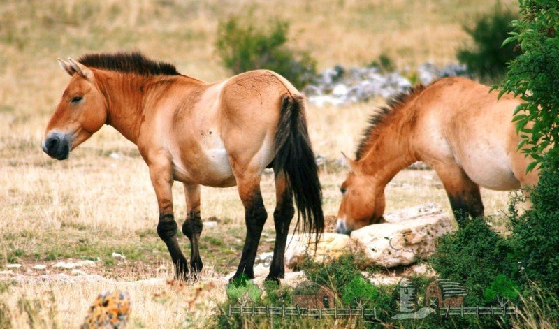 Огляд найдавнішого предка коні: його фото і відео