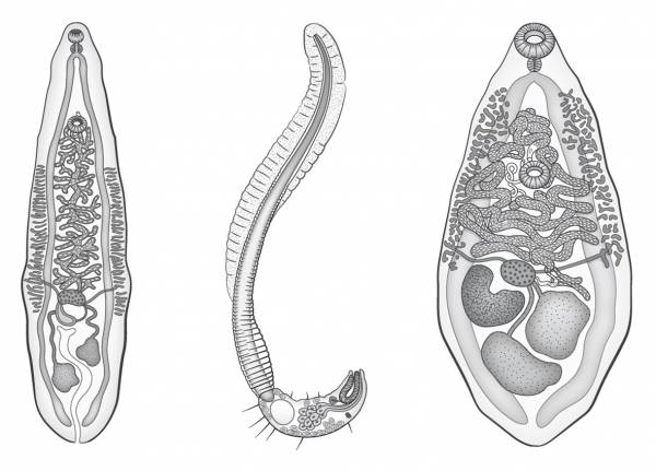 Опісторхоз у собак   паразитарне захворювання