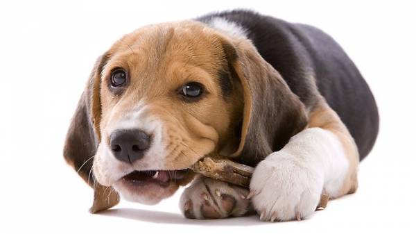 Зубний камінь у собак: причини, лікування та профілактика