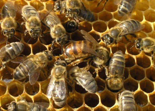 Як розводити бджіл