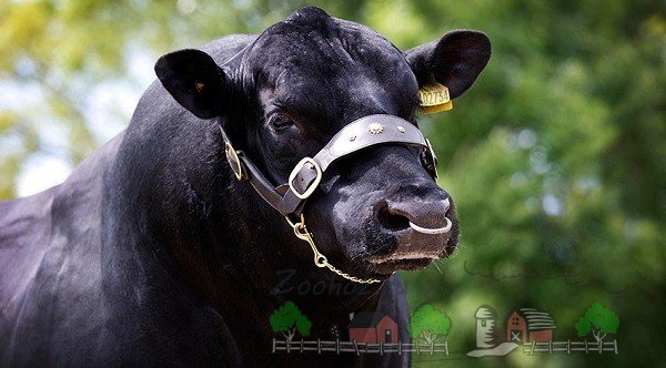 Огляд породи корів Абердин Ангус, їх фото та відео