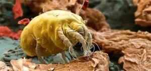 Як виглядає коростяний кліщ: фото, як позбавитися, укуси, лікування