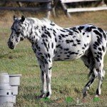 Огляд чубарой масті коня, її опис та фото
