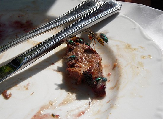 Чим харчуються оси і чи вони дійсно люблять мясо?
