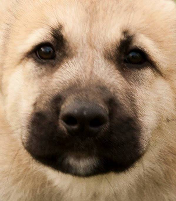 Гампр – вірменський вовкодав: все про породу