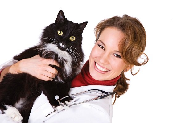 Дерматит у кішок: види, симптоми і лікування