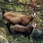 Огляд диких кіз, їх опис, відео та фото