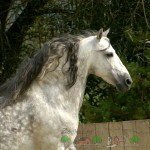 Іспанська Андалузька порода коней: її огляд і фото
