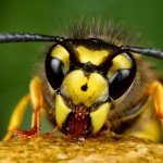 У чому відмінності бджіл і ос?