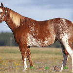Огляд рябій масті коней, опис, фото і відео