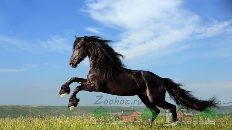 Огляд вороною масті коней, її опис та фото