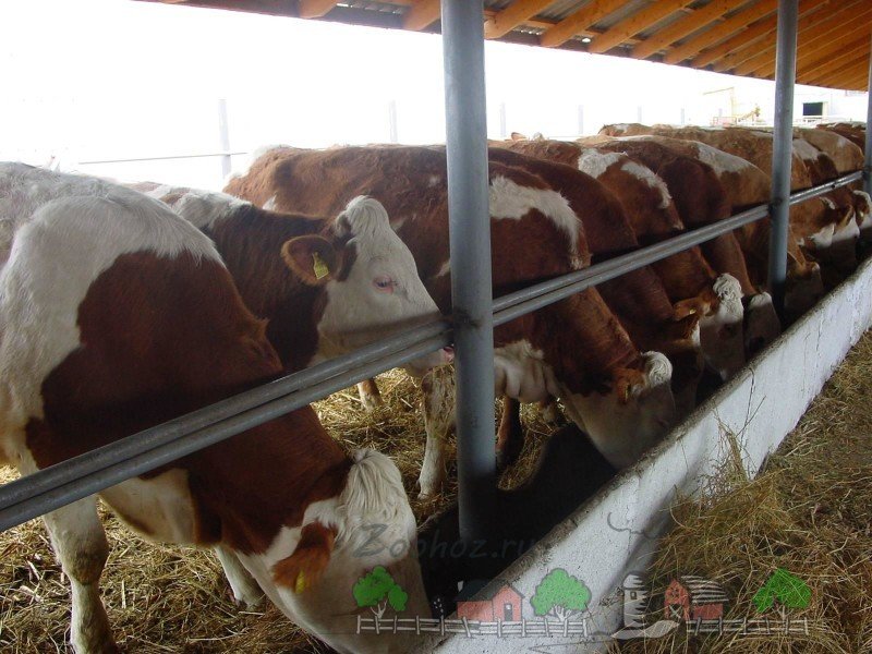 Міні ферми для корів: фото і відео огляд
