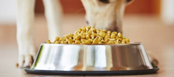 Чим і як правильно годувати собаку. Основи здорового харчування