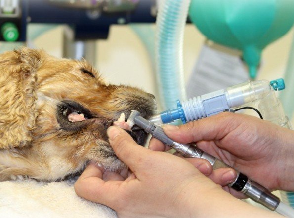 Зубний камінь у собак: причини, лікування та профілактика