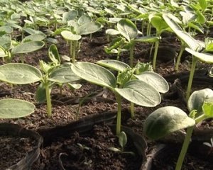 Перша та наступні підживлення розсади огірків в теплиці з полікарбонату (відео інструкція)