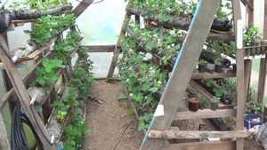 Технологія вирощування полуниці в теплиці круглий рік