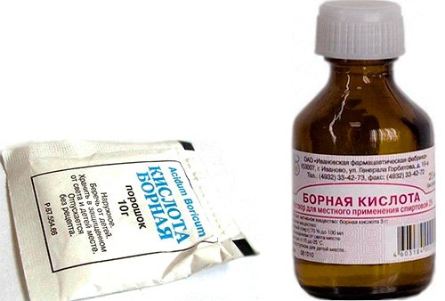 Як вивести домашніх мурашок з квартири