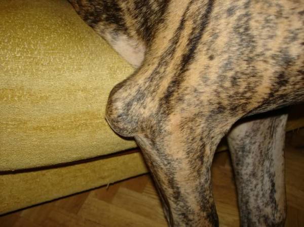 Бурсит у собак   все про запаленні суглобів