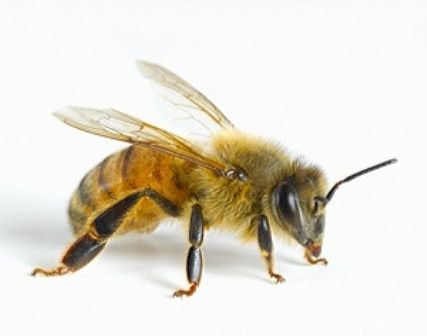 Відбір бджіл