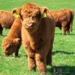 Пухнаста плюшева порода корів з Айови: огляд і фото