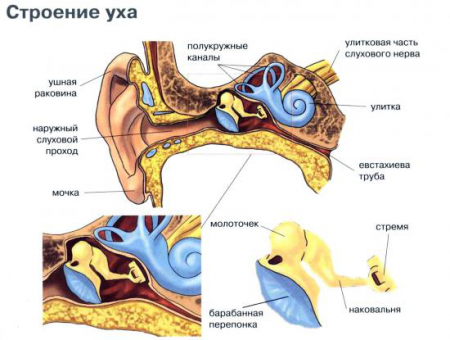 Дзвін у голові: причини