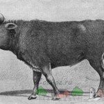 Огляд породи тур бика: його опис, фото і відео