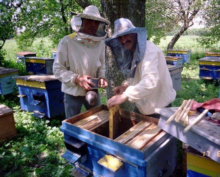 Вороги і шкідники бджіл: як боротися і які види небезпечні