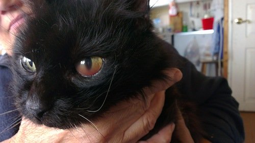 У кішки течуть очі   основні причини і методи лікування