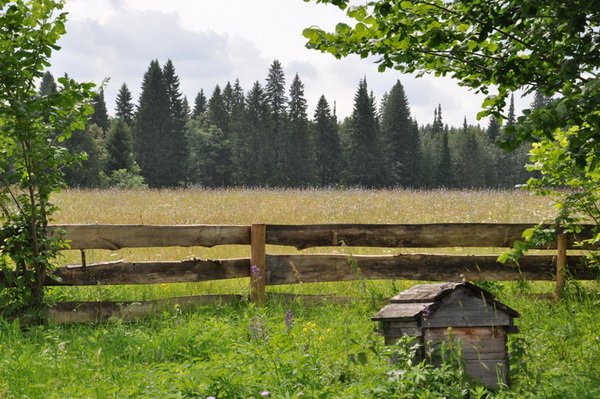 Бджільництво в Кіровській області: особливості, огляд пасік і відео