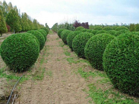 Робимо прекрасний сад своїми руками