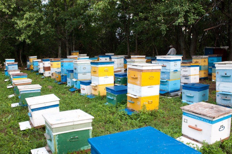 Особливості розвитку бджільництва в Харківській області: огляд пасік і відео